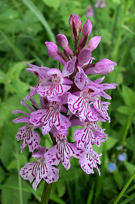 Dactylorhiza fucksii