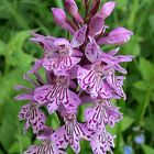 Dactylorhiza fucksii