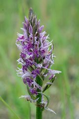 Dactylorhiza - Hybrid?/Annomalie? - Beckumer Berge/Steinbruch - 28.5.11