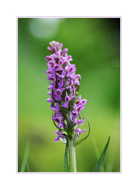 Dactylorhiza incarnata