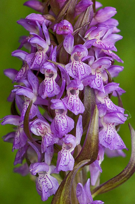 Dactylorhiza incarnata