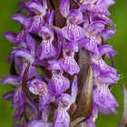 Dactylorhiza incarnata