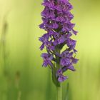 Dactylorhiza incarnata Hybrid