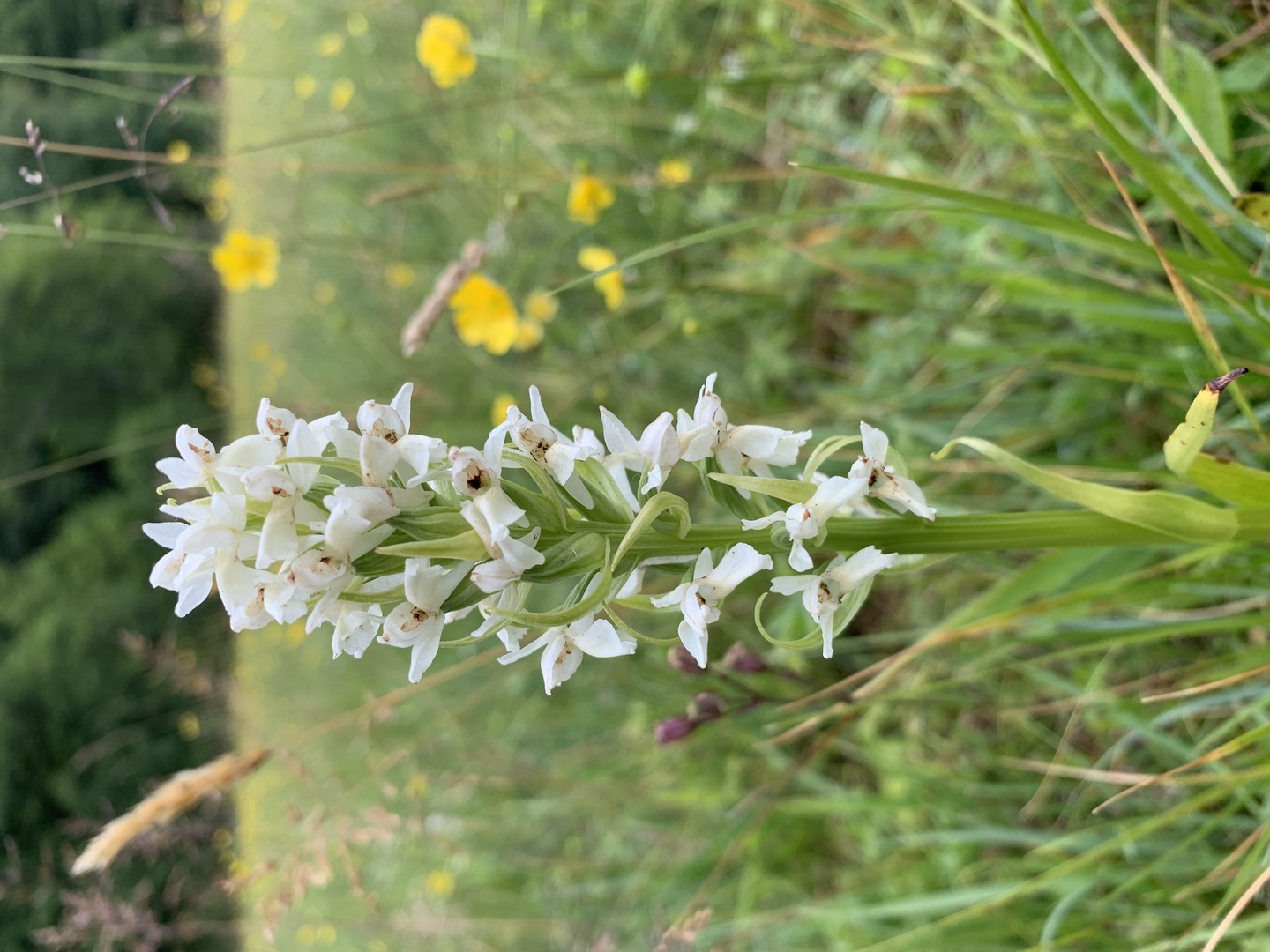 Dactylorhiza incarnata var. ochrantha