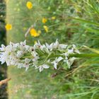 Dactylorhiza incarnata var. ochrantha