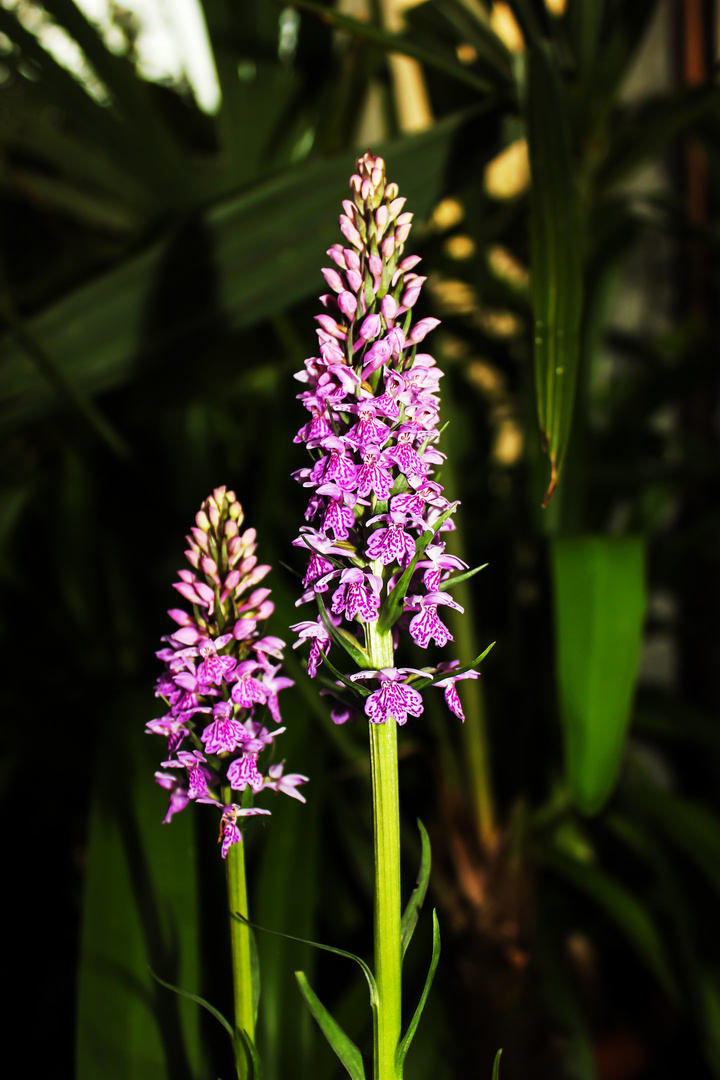 Dactylorhiza maculata