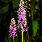 Dactylorhiza maculata