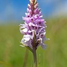 Dactylorhiza maculata