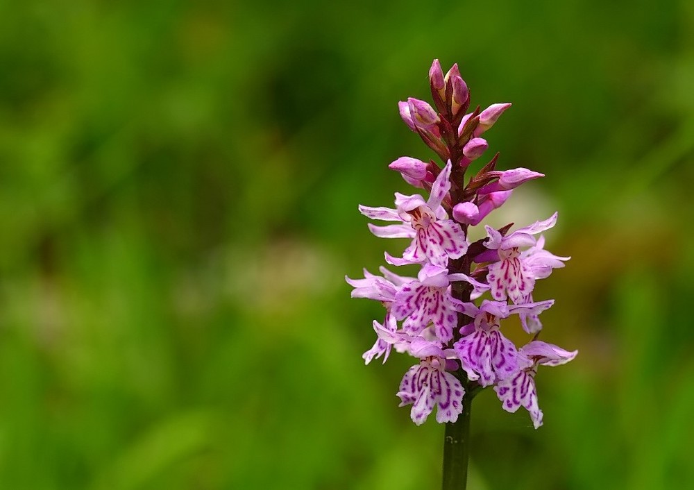 Dactylorhiza maculata