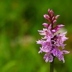 Dactylorhiza maculata