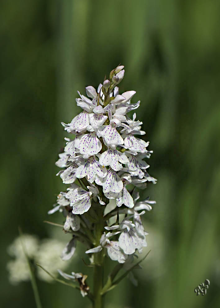 dactylorhiza maculata