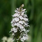 dactylorhiza maculata