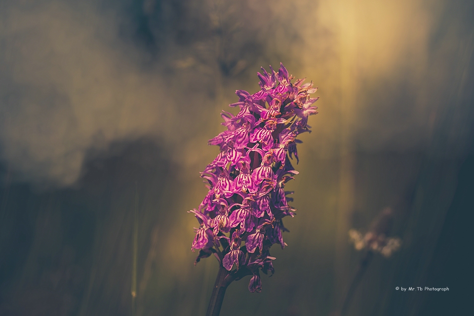 Dactylorhiza maculata