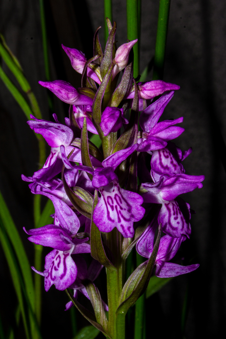 Dactylorhiza maculata