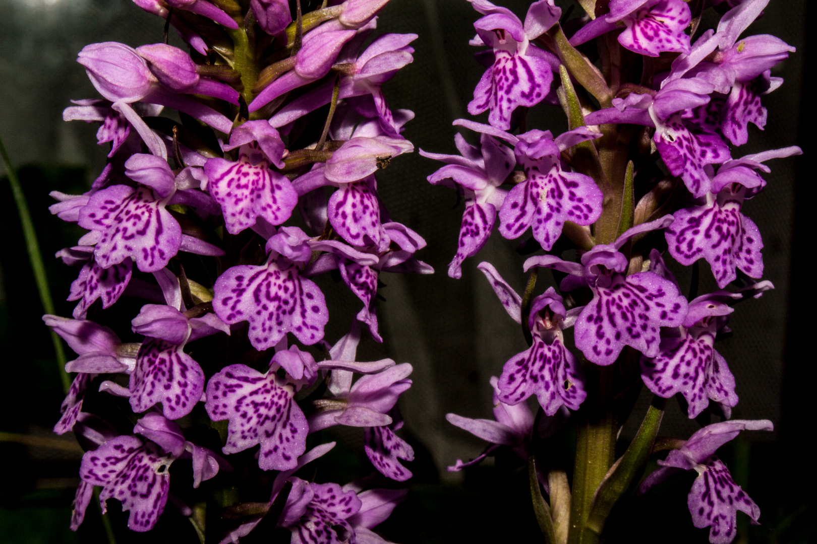 Dactylorhiza maculata, european orchid species.