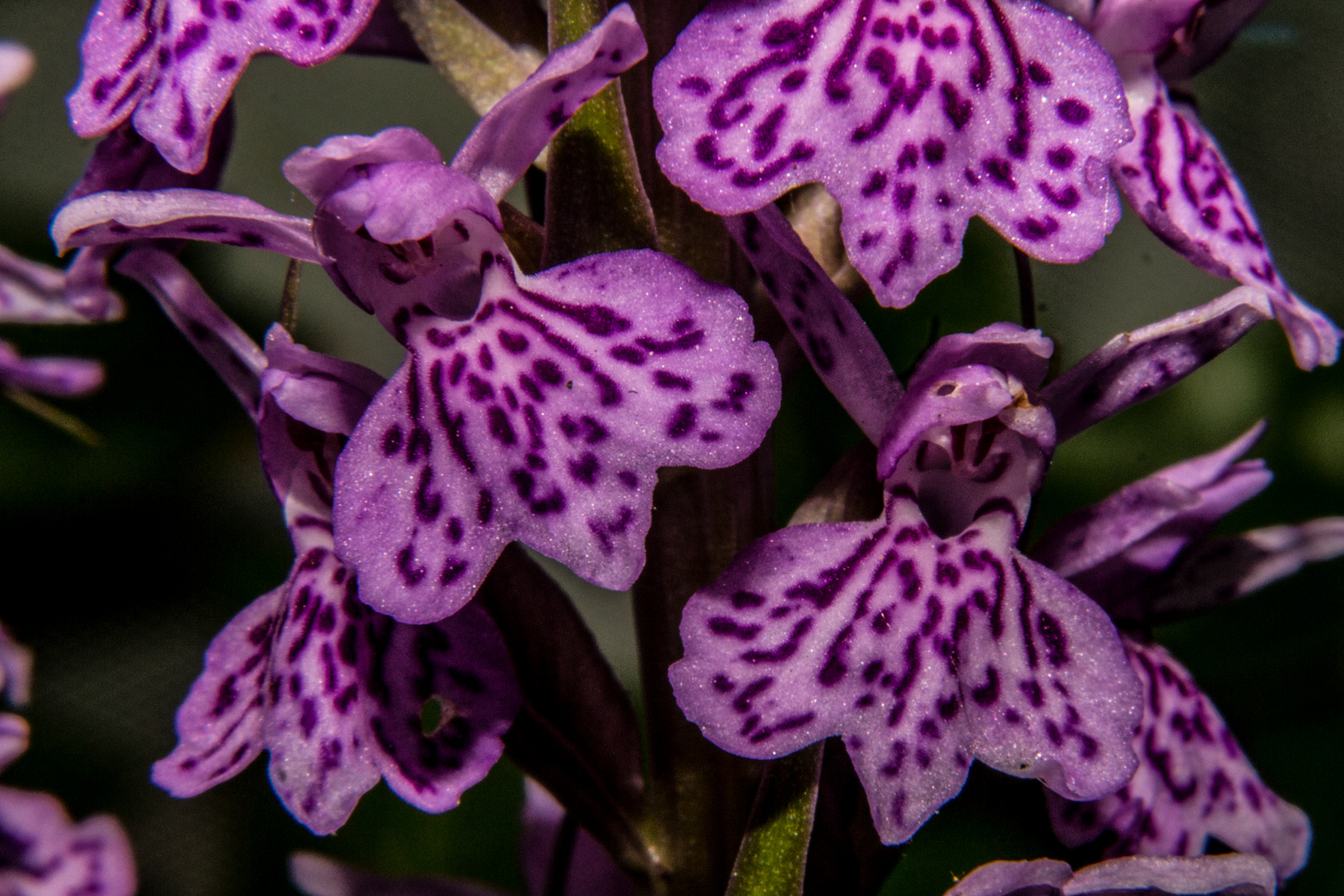 Dactylorhiza maculata, european orchid species.