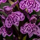 Dactylorhiza maculata, european orchid species.