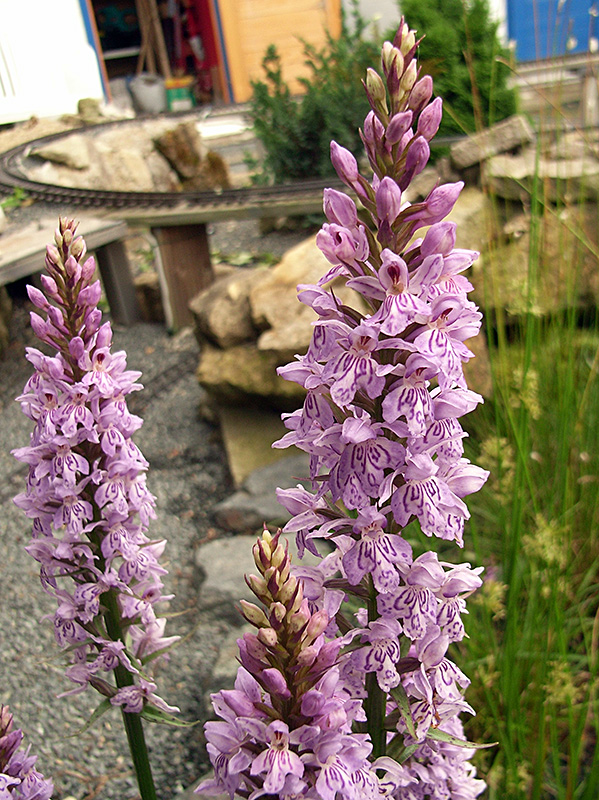 Dactylorhiza maculata-Gefleckte Orchis (Ausschnitt aus einem feinen Stock)