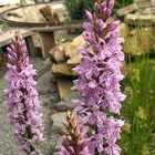 Dactylorhiza maculata-Gefleckte Orchis (Ausschnitt aus einem feinen Stock)