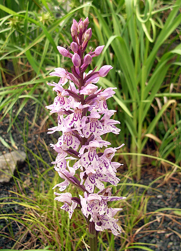 Dactylorhiza maculata - gefleckte Orchis in meinem Alpinum