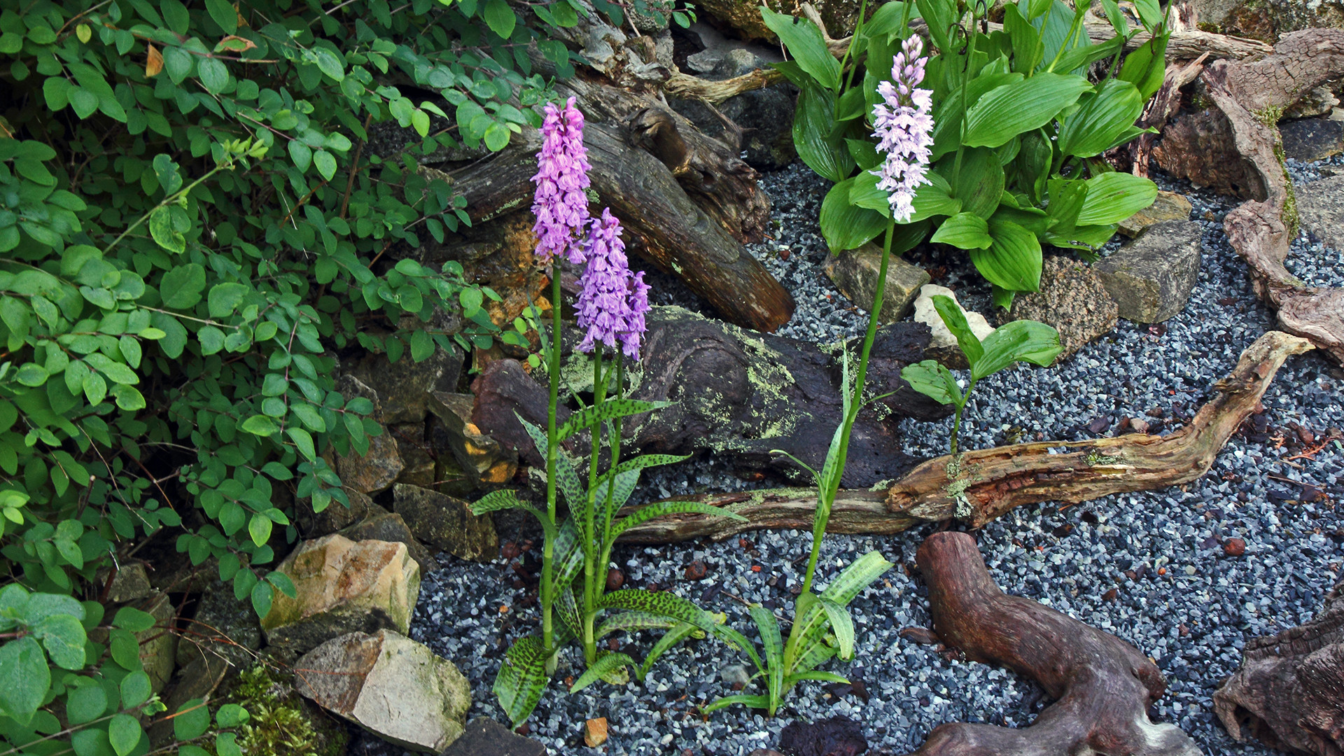 Dactylorhiza maculata -Gefleckte Orchis und.... 