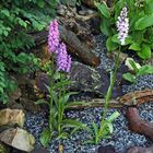 Dactylorhiza maculata -Gefleckte Orchis und.... 