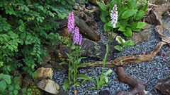 Dactylorhiza maculata -Gefleckte Orchis und.... 