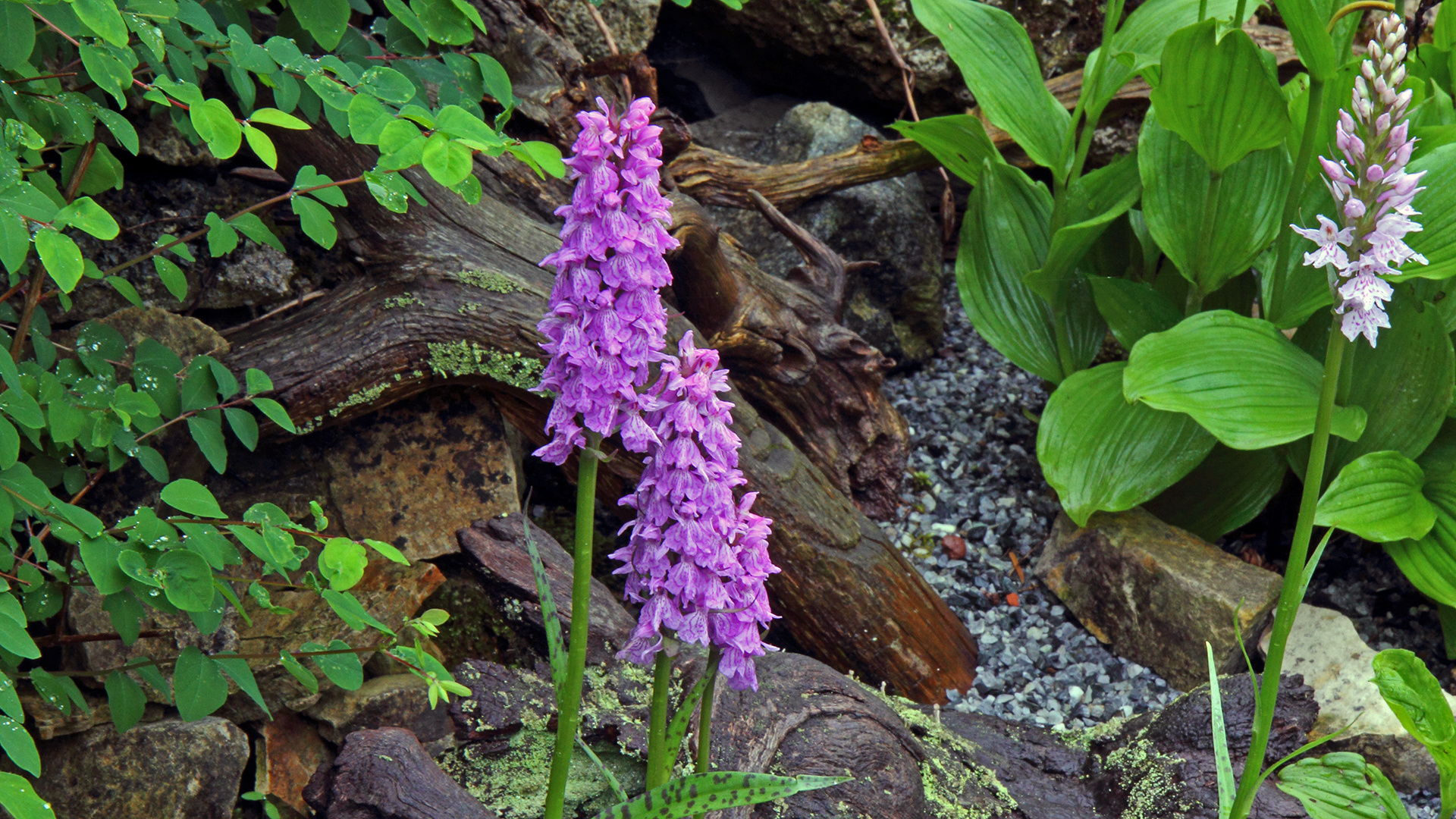 Dactylorhiza maculata gefleckte Orchis und eine weitere...