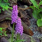 Dactylorhiza maculata gefleckte Orchis und eine weitere...