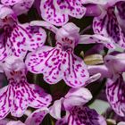 Dactylorhiza maculata II