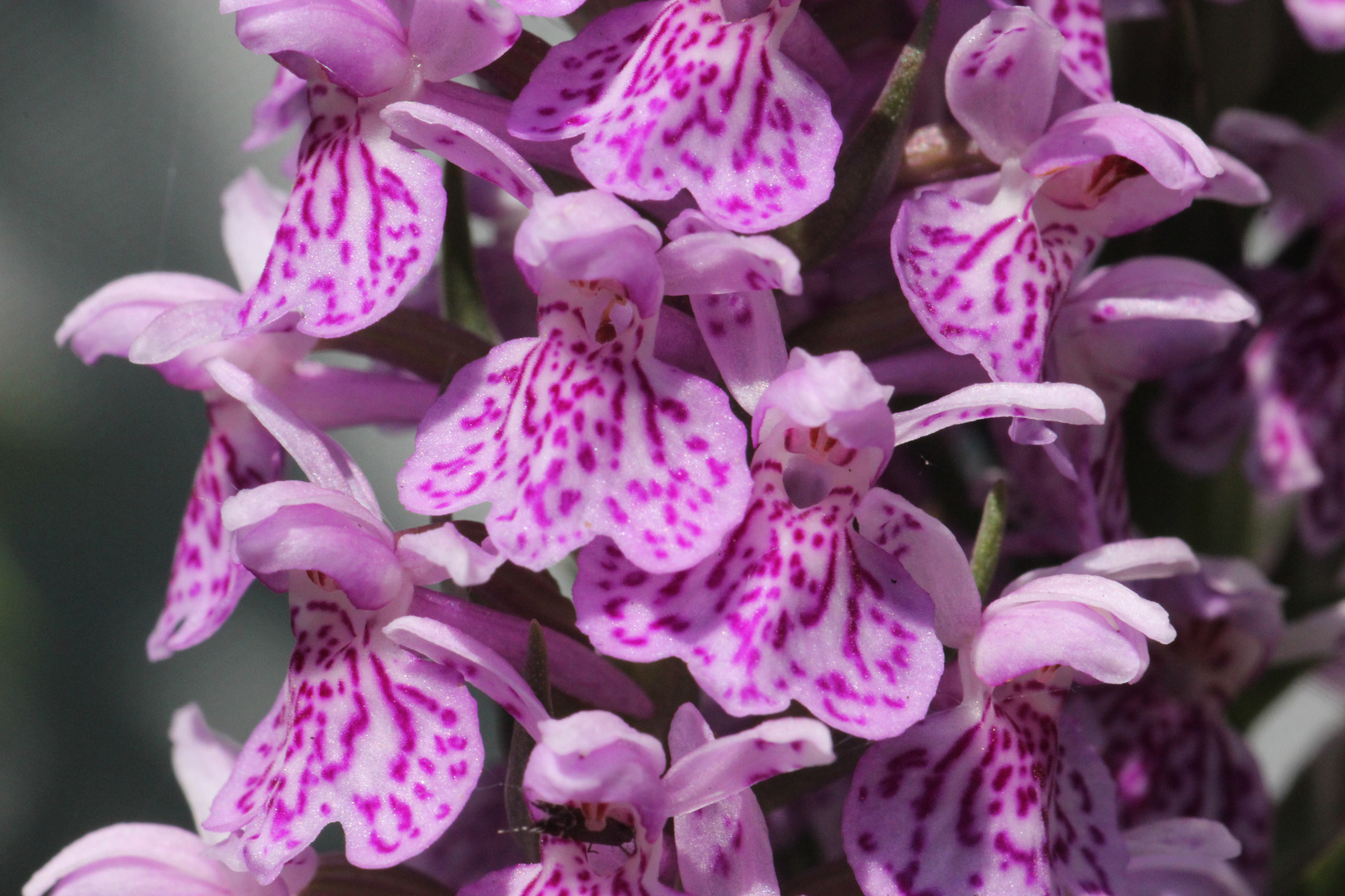 Dactylorhiza maculata II