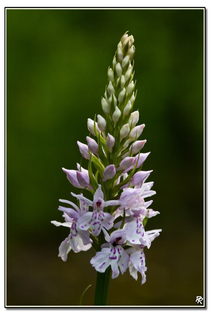 Dactylorhiza maculata subsp ericetorum