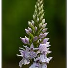 Dactylorhiza maculata subsp ericetorum