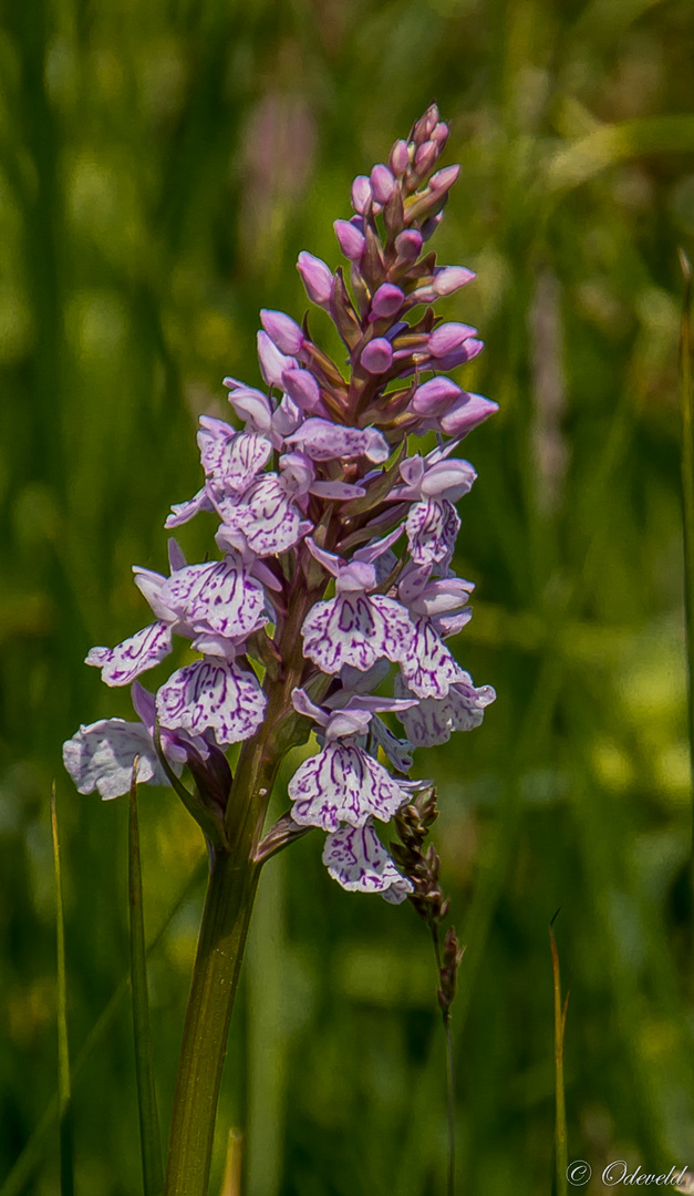 Dactylorhiza maculata subsp. maculata.