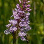 Dactylorhiza maculata subsp. maculata.