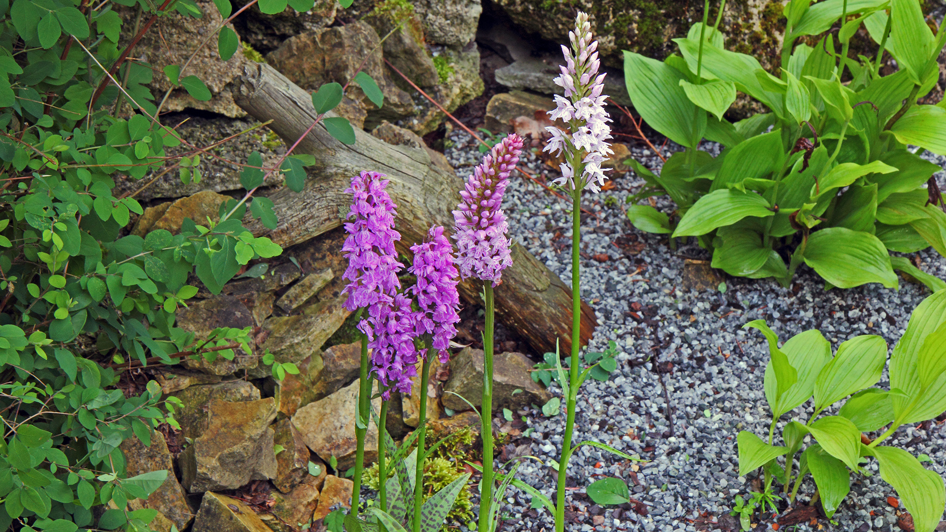 Dactylorhiza maculate und D.majalis , gefleckte und breitblättrige Orchis nebeneinander...