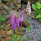 Dactylorhiza maculate und D.majalis , gefleckte und breitblättrige Orchis nebeneinander...