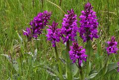 Dactylorhiza majalis