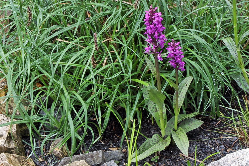 Dactylorhiza majalis