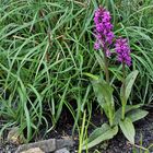 Dactylorhiza majalis