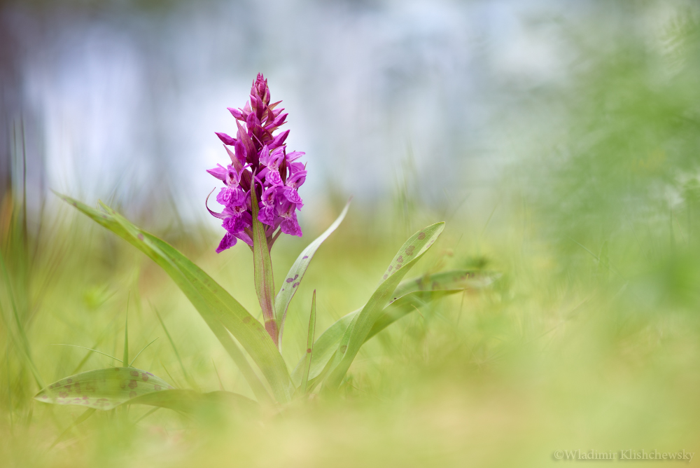 Dactylorhiza majalis