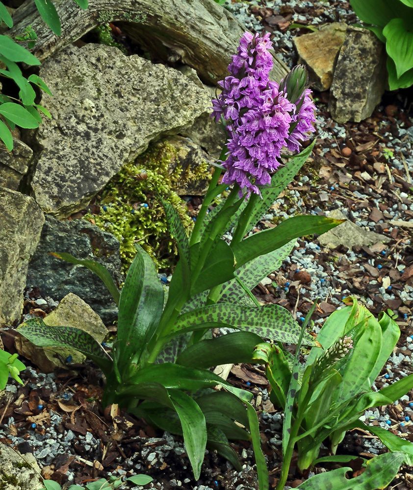Dactylorhiza majalis an einem weiteren Stanmdort in meinem Garten Foto
