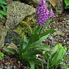 Dactylorhiza majalis an einem weiteren Stanmdort in meinem Garten