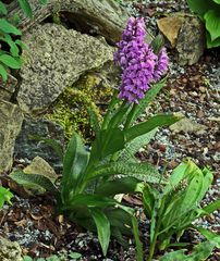 Dactylorhiza majalis an einem weiteren Stanmdort in meinem Garten