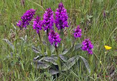 Dactylorhiza majalis - Breiblättriges Knabenkraut im Osterzgebirge