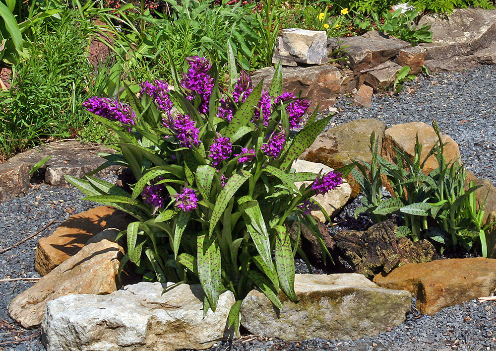 Dactylorhiza majalis - Breitbättrige orchis