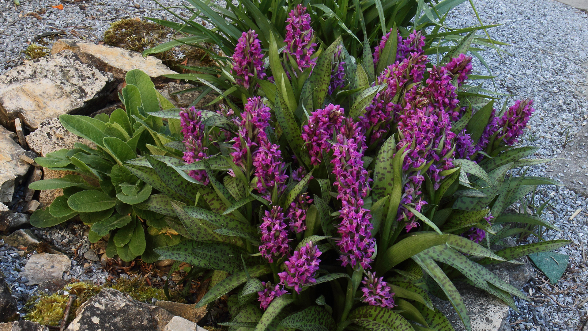 Dactylorhiza majalis-Breitblättrige Orchis, die im sumpfigen Gelände zu hause ist...