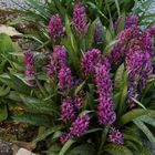 Dactylorhiza majalis-Breitblättrige Orchis, die im sumpfigen Gelände zu hause ist...