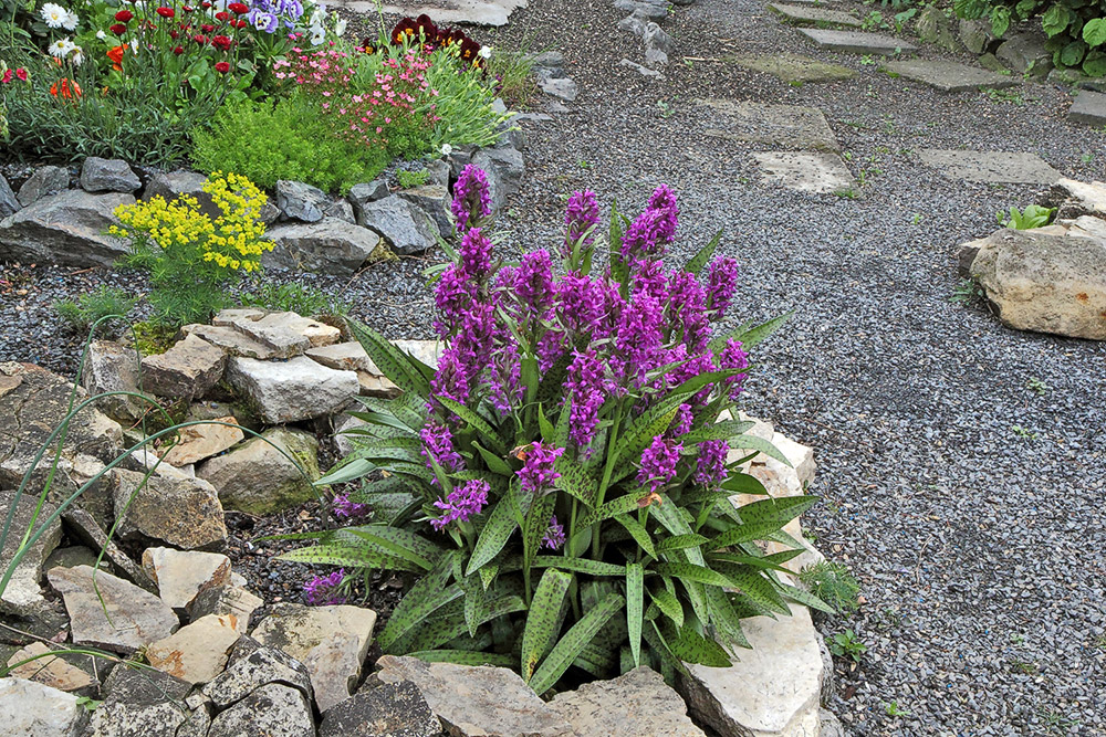 Dactylorhiza majalis - Breitblättrige Orchis die sich seit Jahren...