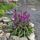 Dactylorhiza majalis - Breitblättrige Orchis die sich seit Jahren...